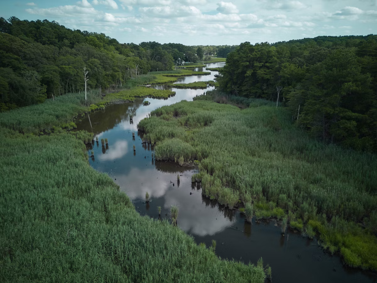 Vista aerea di un fiume in una foresta